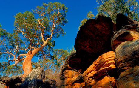 https://www.bruceusher.net/uploads/images/photo_grid//BUP_trees.jpg